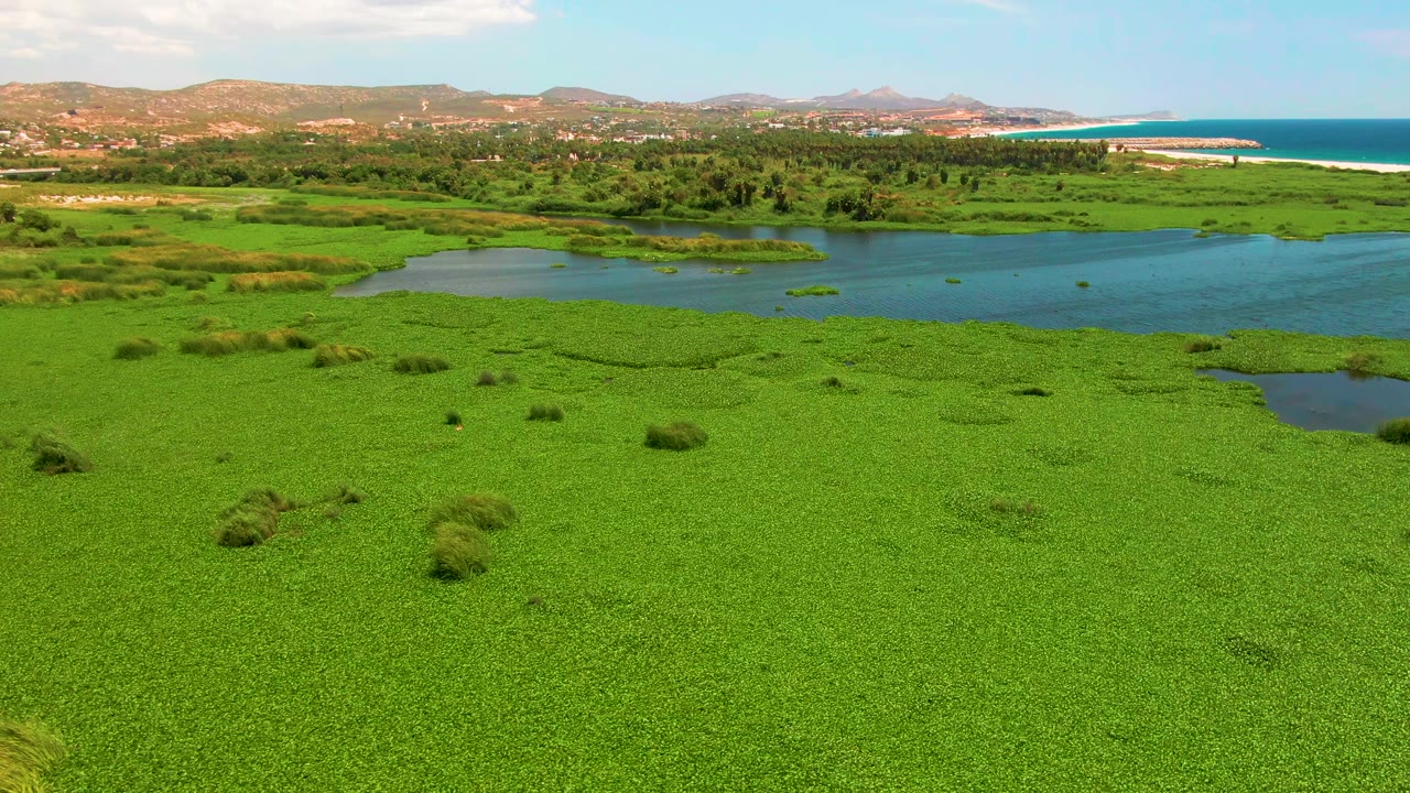 Aerial frame over a bright green wetland in San Jose del Cabo, with river water across the midground, beach and ocean on the right horizon, distant hills, and no visible people.