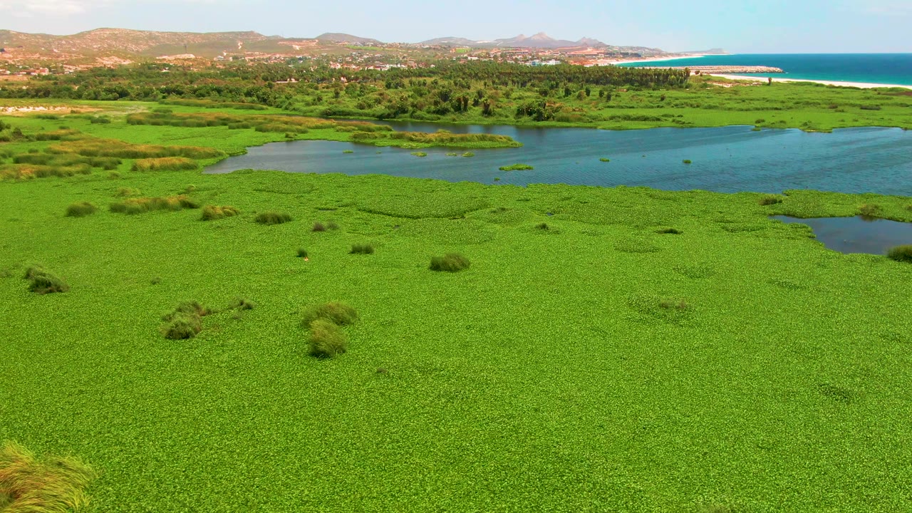 Wide aerial view in San Jose del Cabo showing dense green marsh plants in the foreground, a blue river channel through the middle, ocean surf beyond the beach, hills, and no visible people.