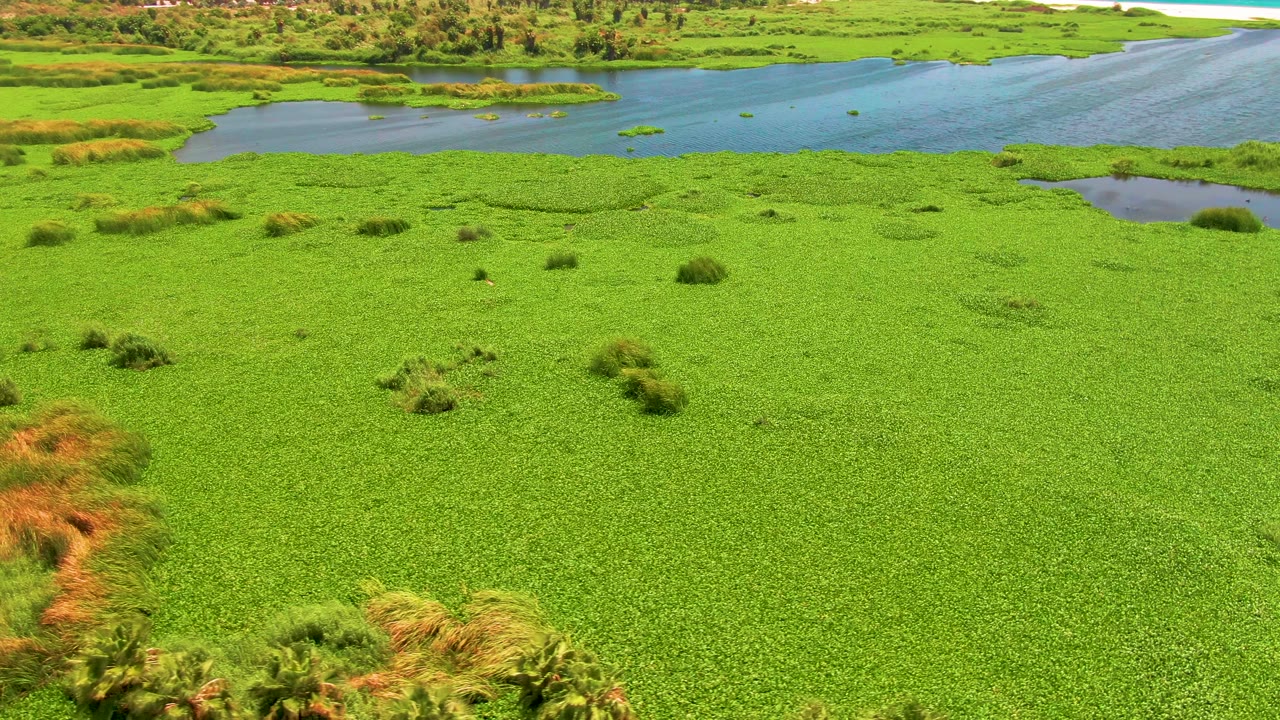 Aerial view of bright green wetland vegetation beside blue water patches.