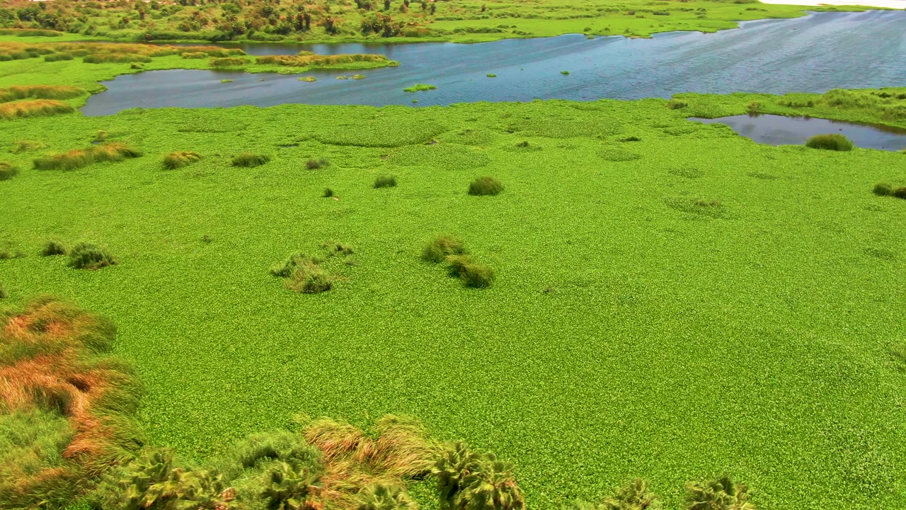 Aerial wetland frame in San Jose del Cabo with a broad mat of green plants, small dark water pools, distant blue channel water, and no visible people.