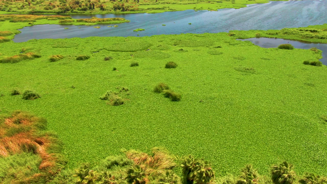 Wide aerial view of the San Jose del Cabo marsh, where bright green vegetation fills the foreground and midground beneath blue water channels, with no visible people.