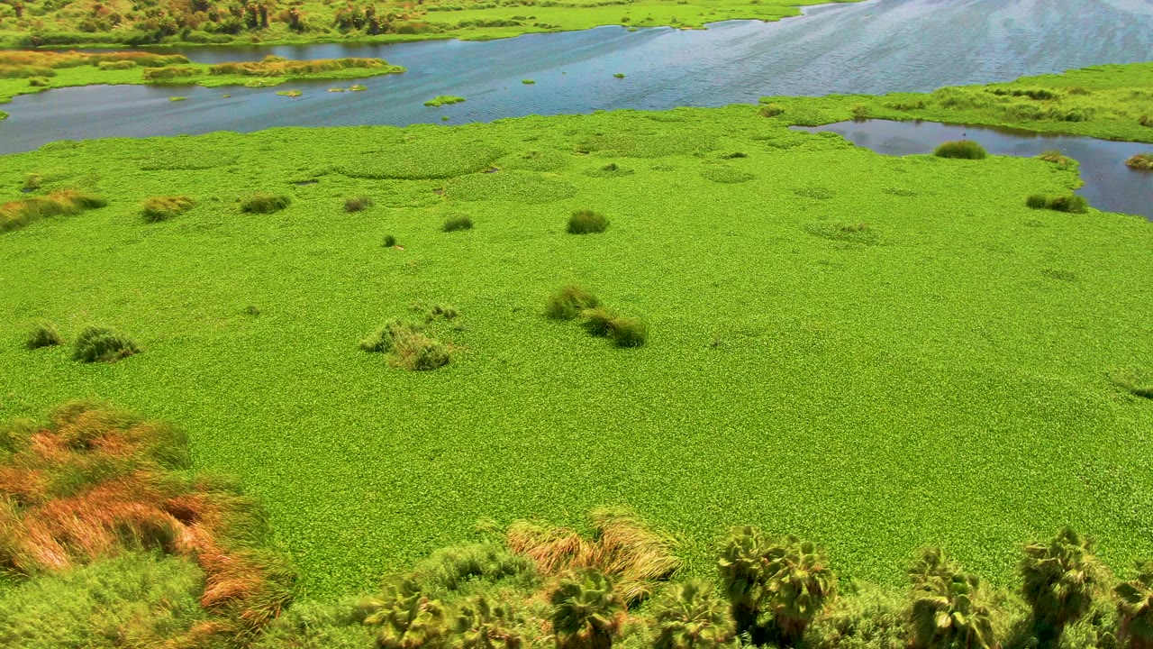 Aerial frame over San Jose del Cabo wetland plants, with scattered darker shrub clumps, tan grasses along the lower edge, blue water at the top, and no visible people.