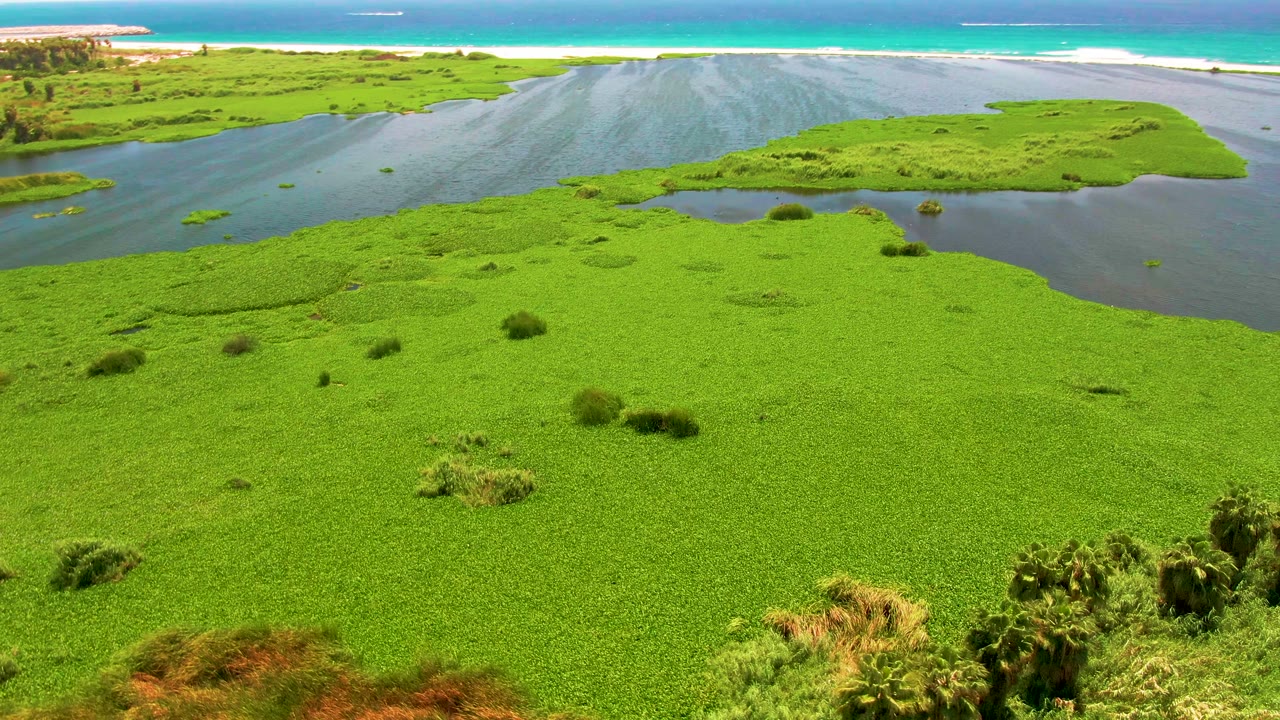 Aerial frame over a San Jose del Cabo coastal lagoon with dense green water plants in front, dark water channels, a sandy beach, turquoise ocean, and no visible people.