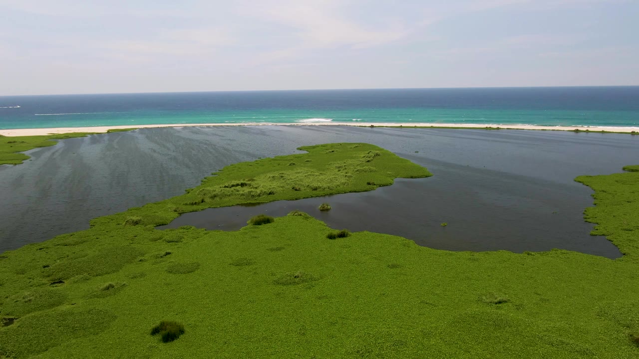 Opening aerial frame over a San Jose del Cabo coastal lagoon, with green floating vegetation in the foreground, dark water around it, a sand beach, turquoise ocean, pale sky, and no visible people.