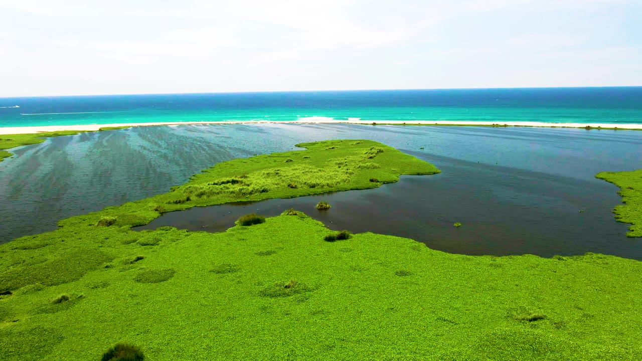 Aerial frame from San Jose del Cabo showing bright green aquatic plants spread across calm lagoon water, a pale sandbar, blue ocean on the horizon, and no visible people.