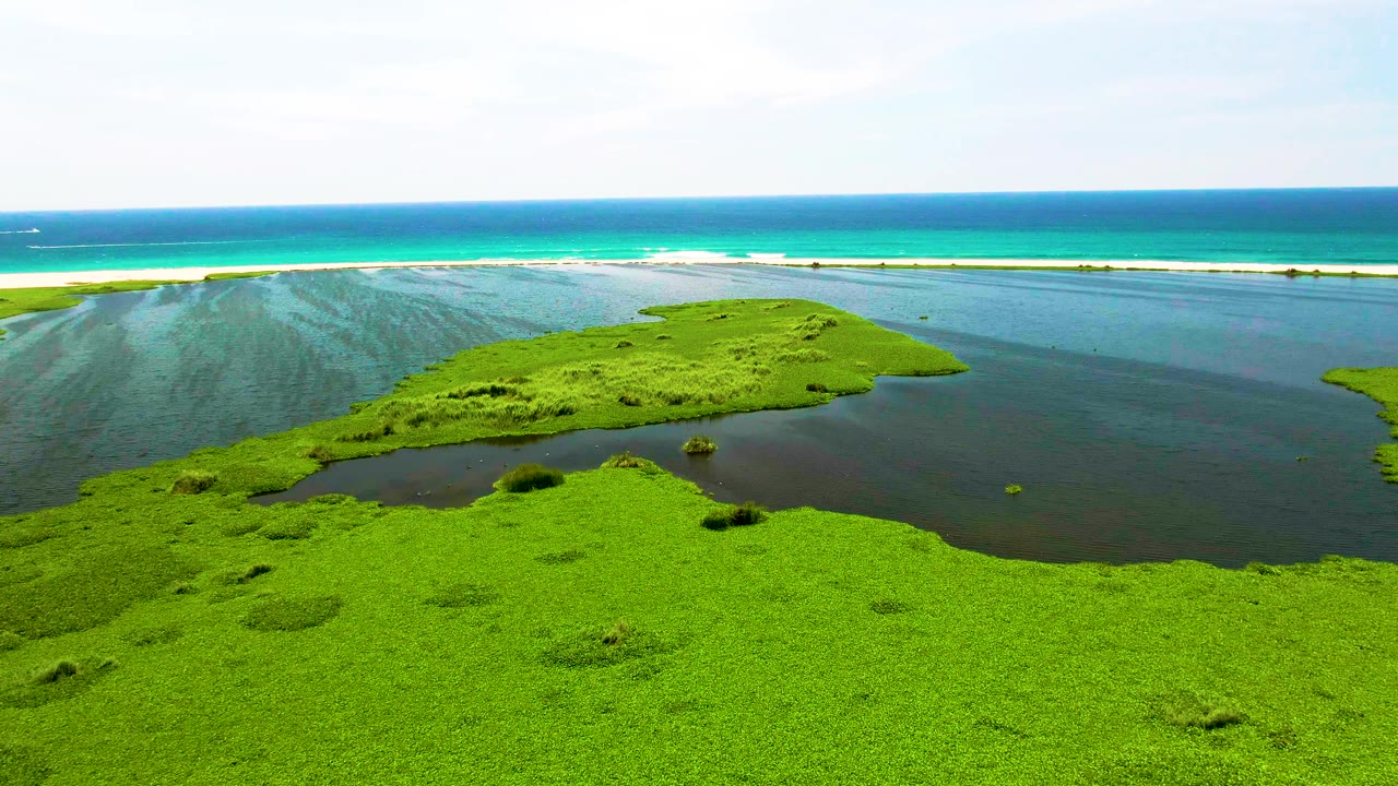 Aerial view in San Jose del Cabo with a broad mat of green aquatic plants centered in dark coastal water, turquoise surf line beyond, and no visible people.
