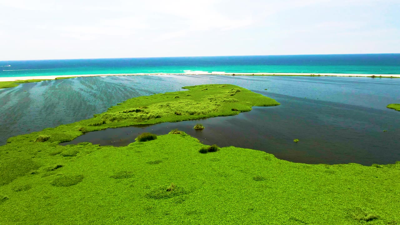 San Jose del Cabo aerial frame with green wetland plants covering the lower frame, a narrow channel of lagoon water, a sandy strip, and blue ocean beyond, with no visible people.