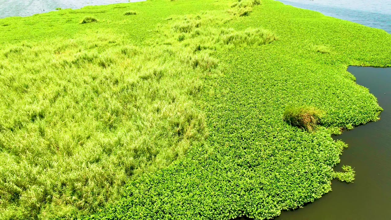 Closer aerial frame in San Jose Del Cabo showing dense bright green marsh plants, tall grass on the left, dark water at the right edge, and no visible people.