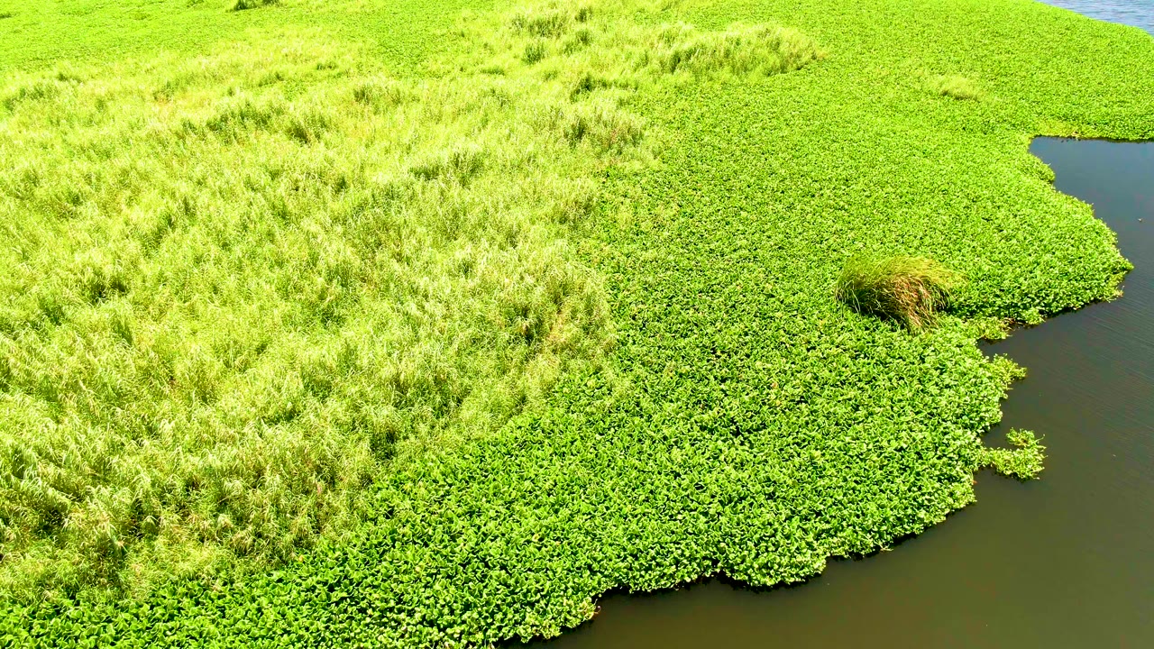 Dense green vegetation bordered by a small dark water channel.