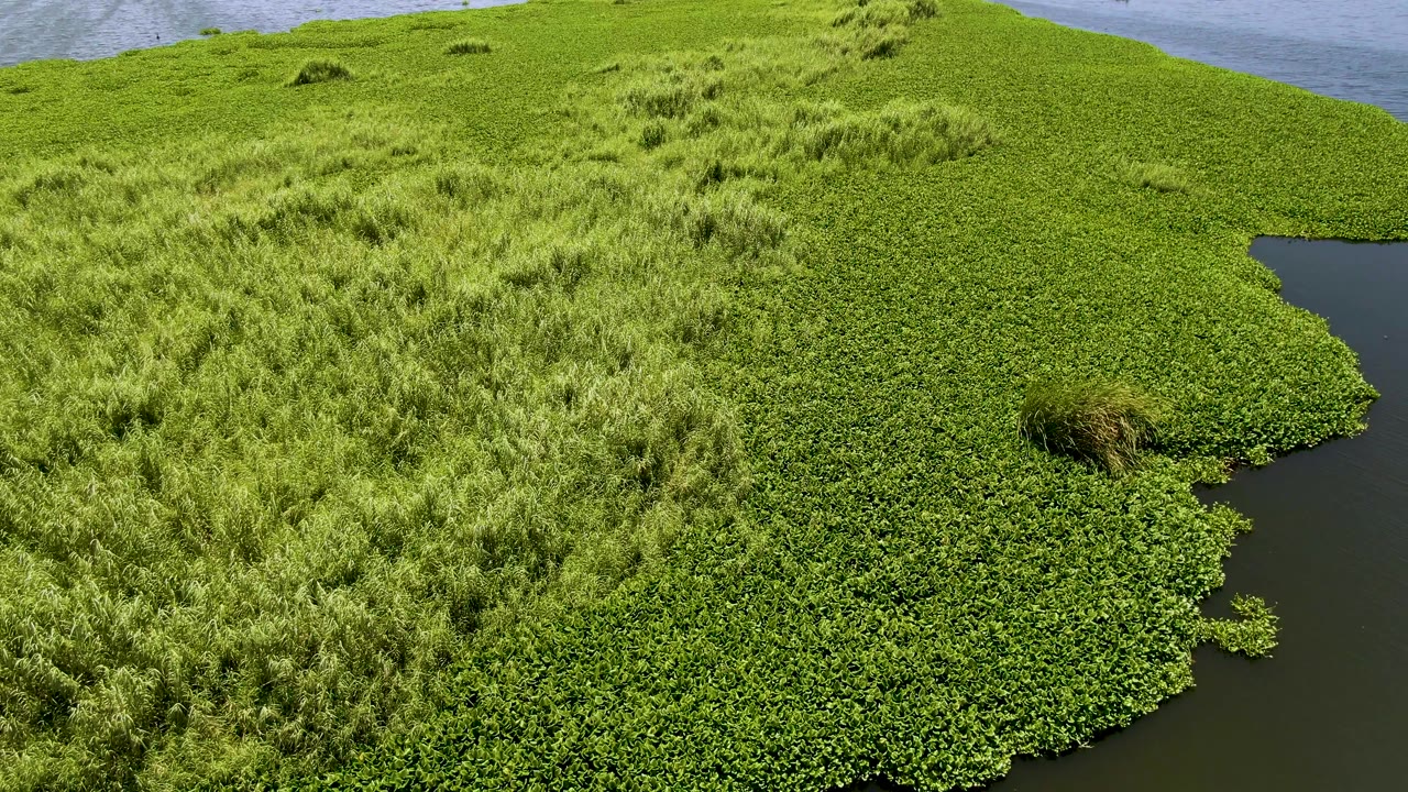 Closer aerial view in San Jose del Cabo, Mexico, showing tall pale-green marsh grass, dense floating greenery, dark lagoon water at the edge, and no visible people.