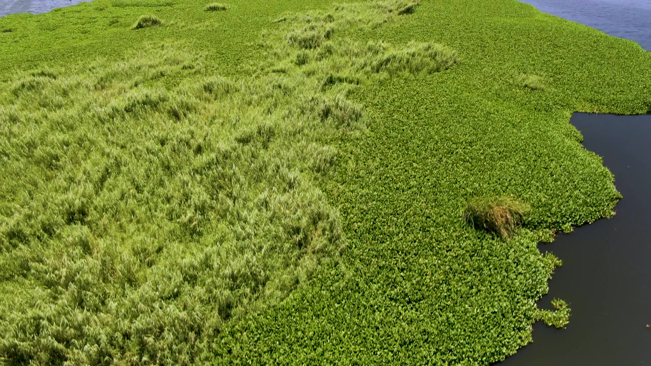 Elevated view over a dense green island edge in San Jose del Cabo, with dark water at right, taller grass clumps at left, and no visible people.
