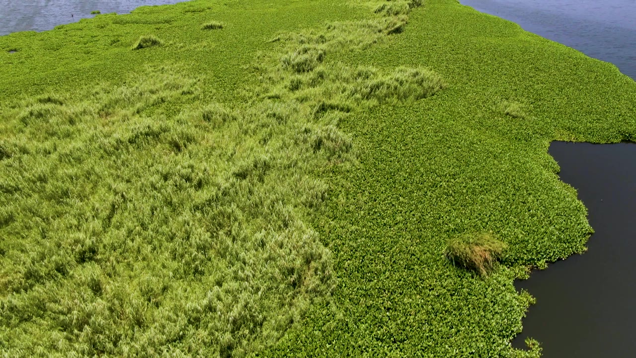 Aerial frame over San Jose del Cabo vegetation, with thick green plant cover across the foreground, scattered grass tufts, water near the top, and no visible people.