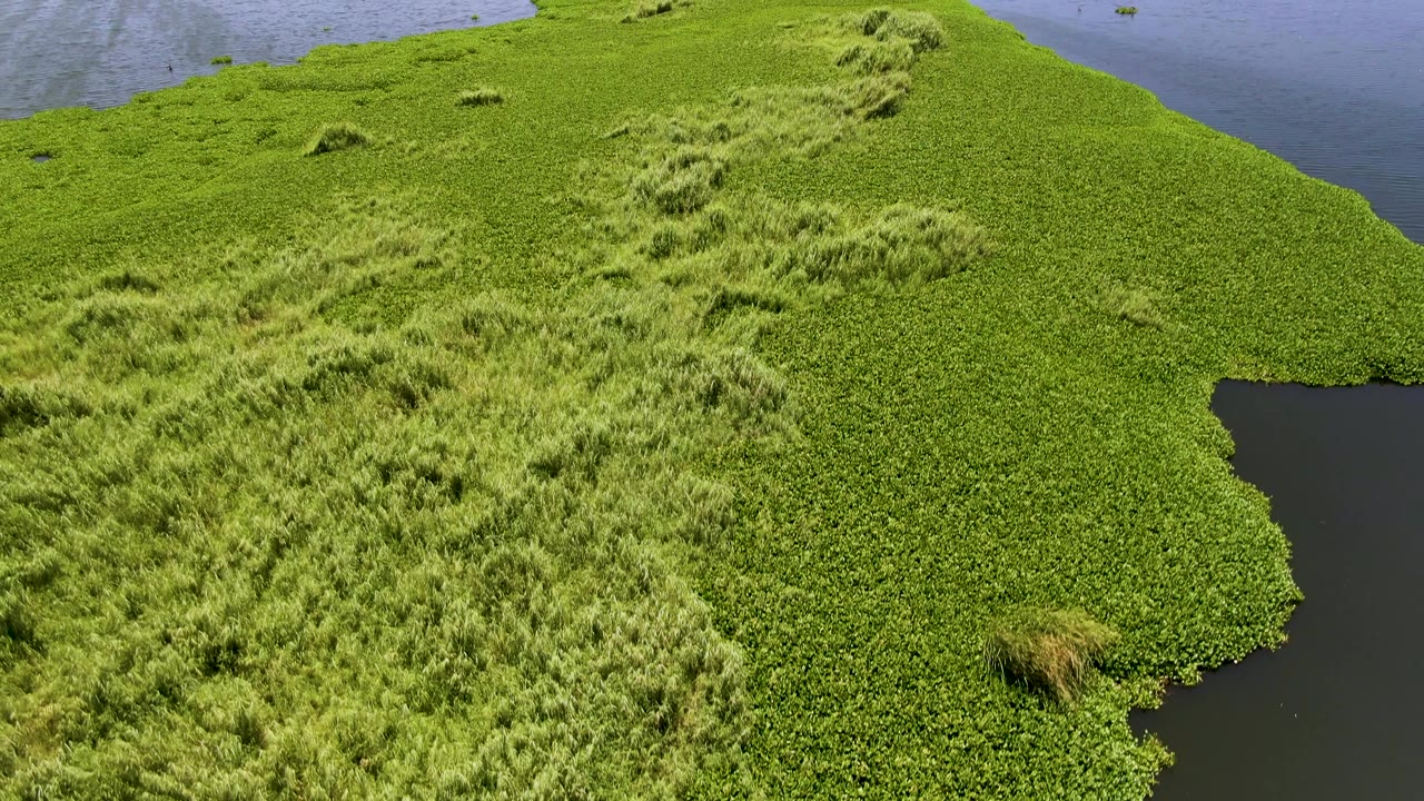 High view of the San Jose del Cabo island edge, with vivid green vegetation, a dark water channel on the right, blue water beyond, and no visible people.