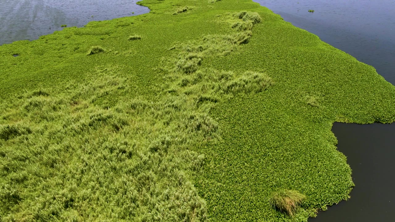 Wide aerial frame of green vegetation with calm water around the island edge.