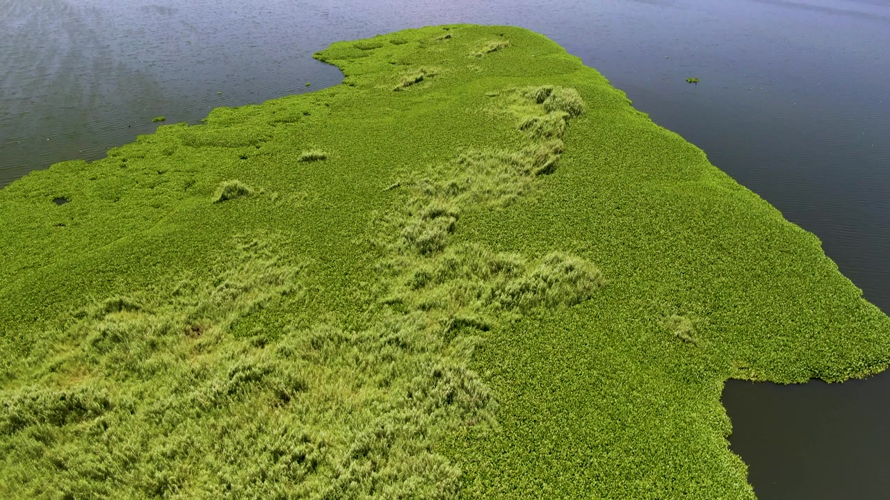 Aerial view in San Jose del Cabo of dense green grass forming a peninsula into dark calm water, with no visible people.