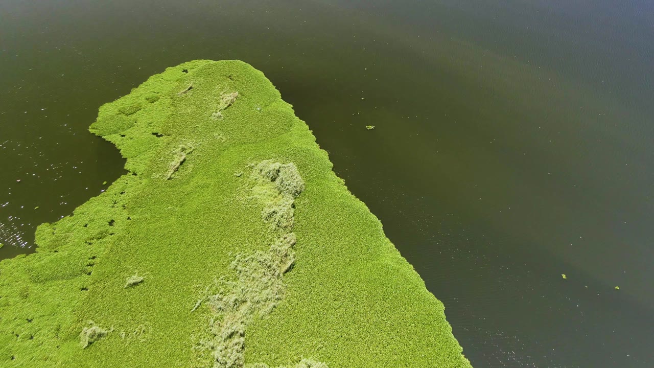 Overhead aerial view in San Jose Del Cabo, Baja California Sur, showing a bright mossy landmass entering from the lower left into dark green water with no visible people.