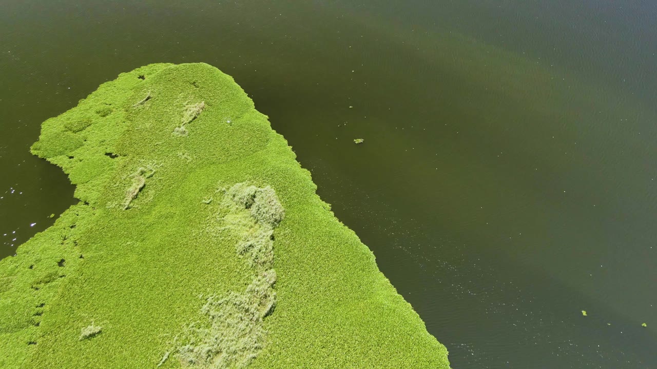 Overhead view in San Jose Del Cabo, Baja California Sur, where the bright green landmass sits left of frame with dark water filling the right side and no visible people.