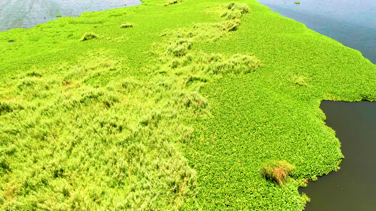 Aerial view of bright green floating vegetation surrounded by calm water.