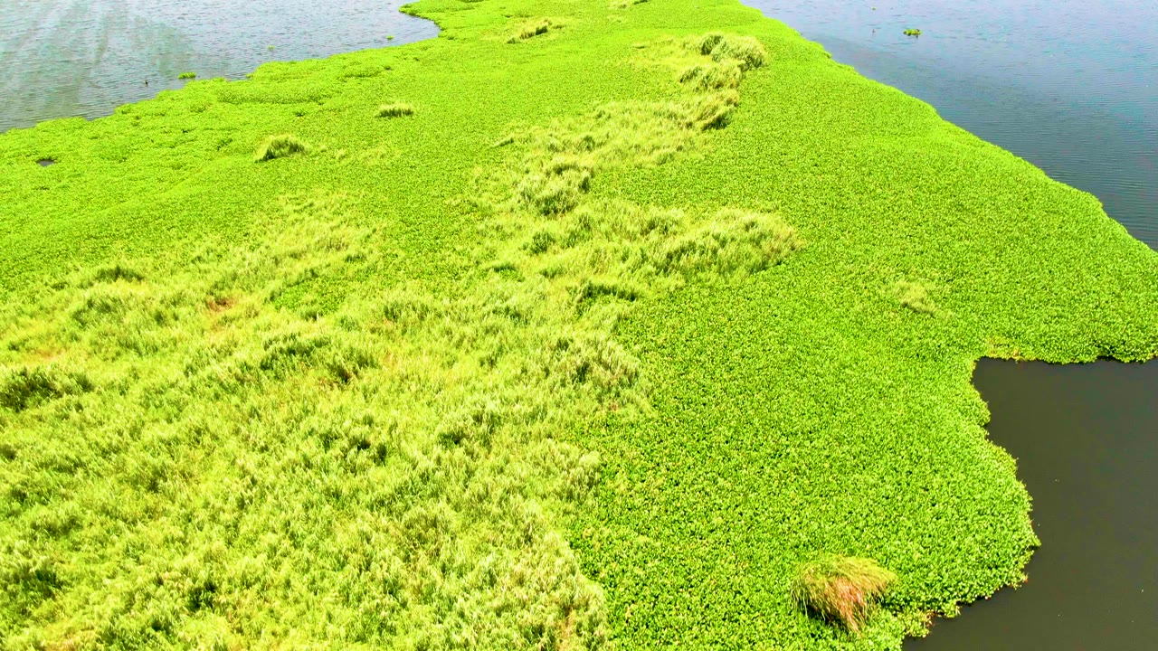 Aerial frame in San Jose Del Cabo, Mexico, with dense green floating plants, scattered taller grass patches, dark water on the right, and no visible people.