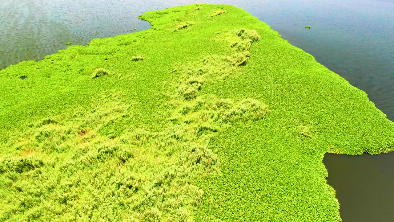 Aerial still from San Jose Del Cabo, Mexico, showing a closer view of the green floating vegetation field, calm water borders, and no visible people.