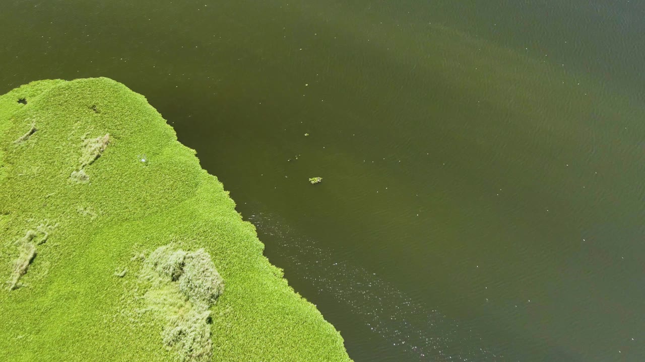 Mossy green land edge beside dark water