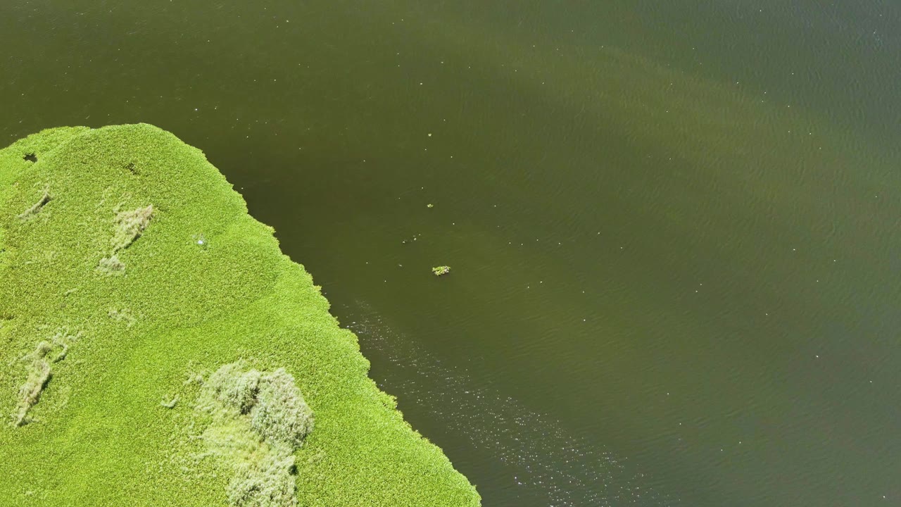 A pale floating object appears in the dark water near the mossy green shoreline in San Jose Del Cabo, with no visible people.