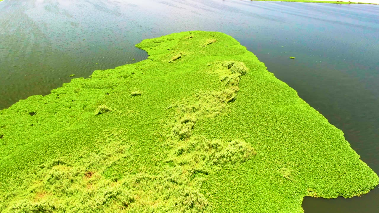 Aerial frame over San Jose del Cabo water with a bright green aquatic plant patch in the lower frame, dark water around it, turquoise surf at the top, and no visible people.