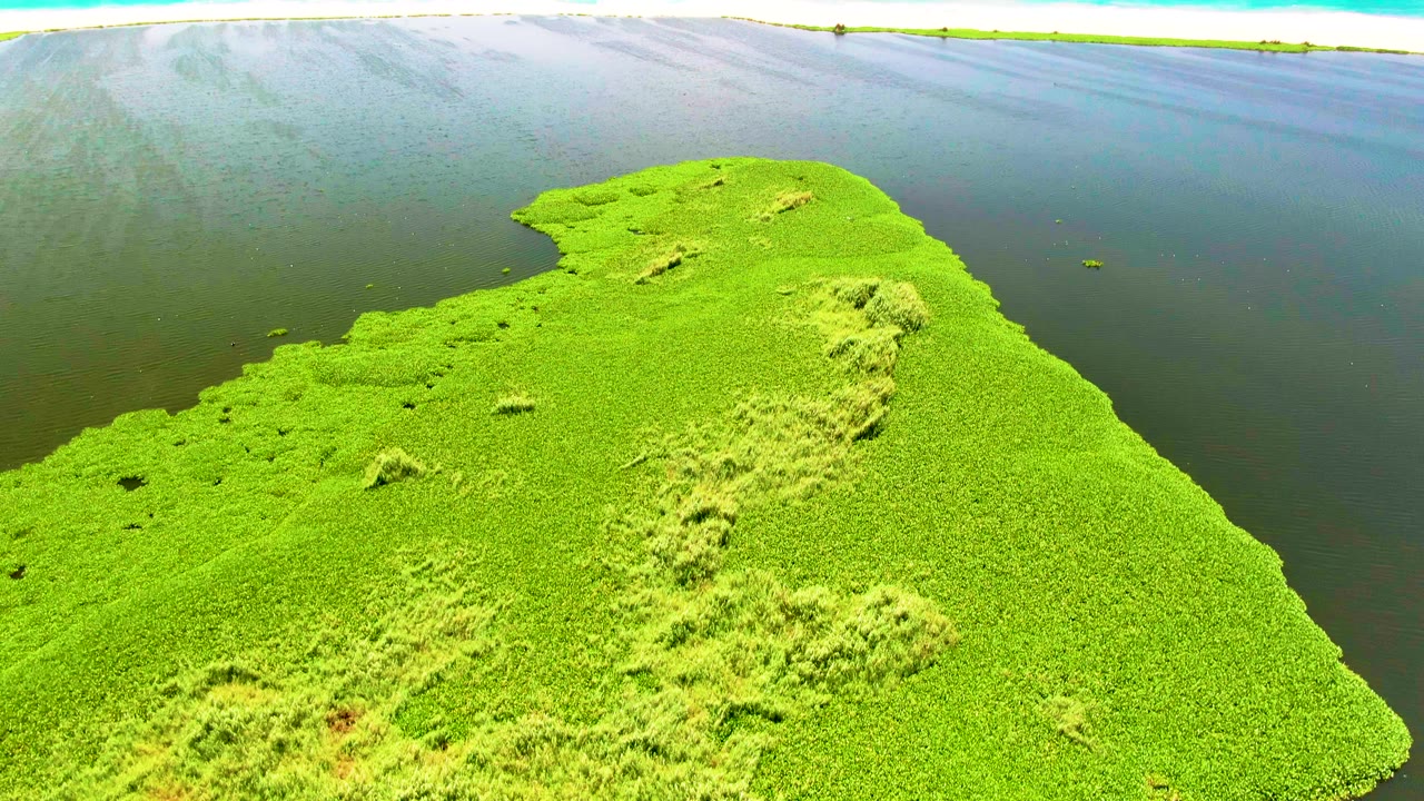 Bright green water plants extending into dark lagoon water