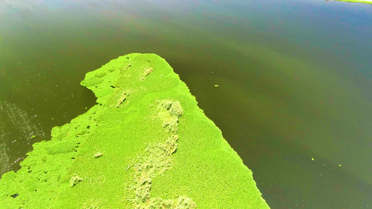 Overhead frame from San Jose del Cabo showing a bright green algae mass entering from the lower left beside dark green water, with pale dry areas in the growth and no visible people.