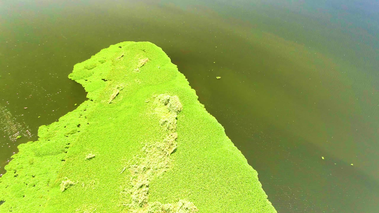 Aerial frame from San Jose del Cabo with dense bright algae centered left, darker water occupying the right side, small surface flecks, and no visible people.