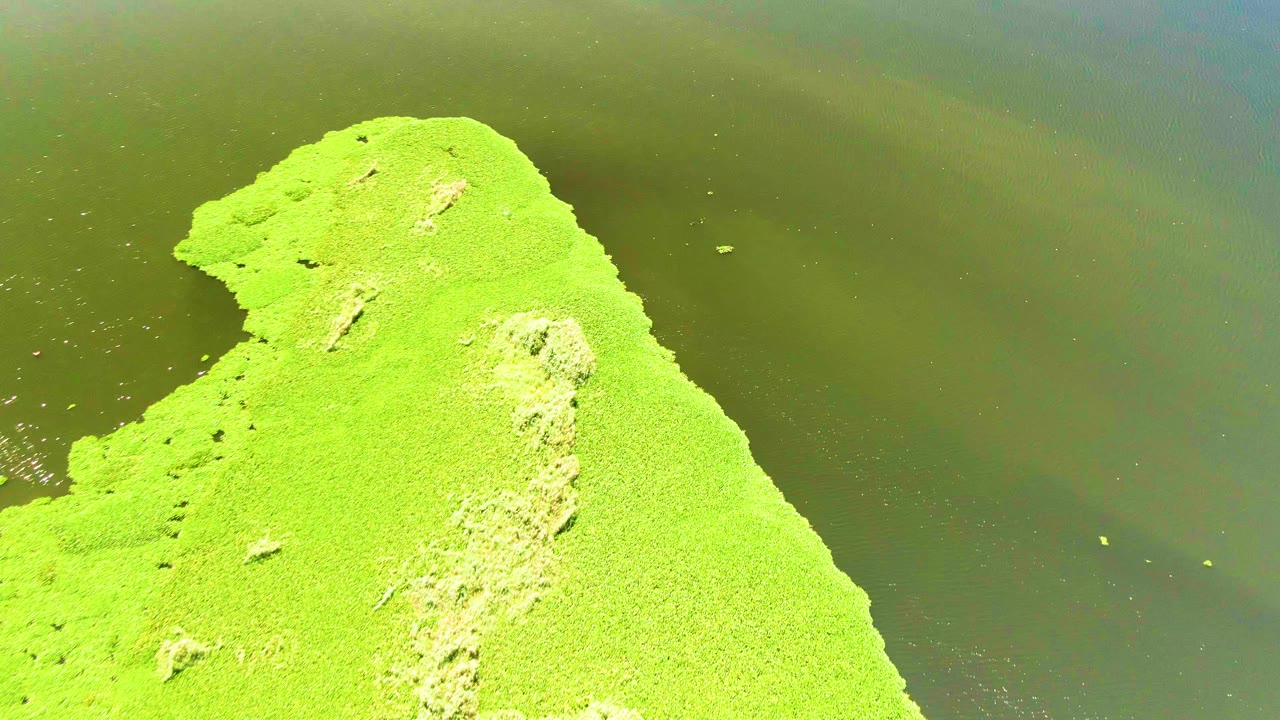 Overhead San Jose del Cabo frame where the algae mass reaches toward the upper center while murky green water surrounds the right edge, with no visible people.