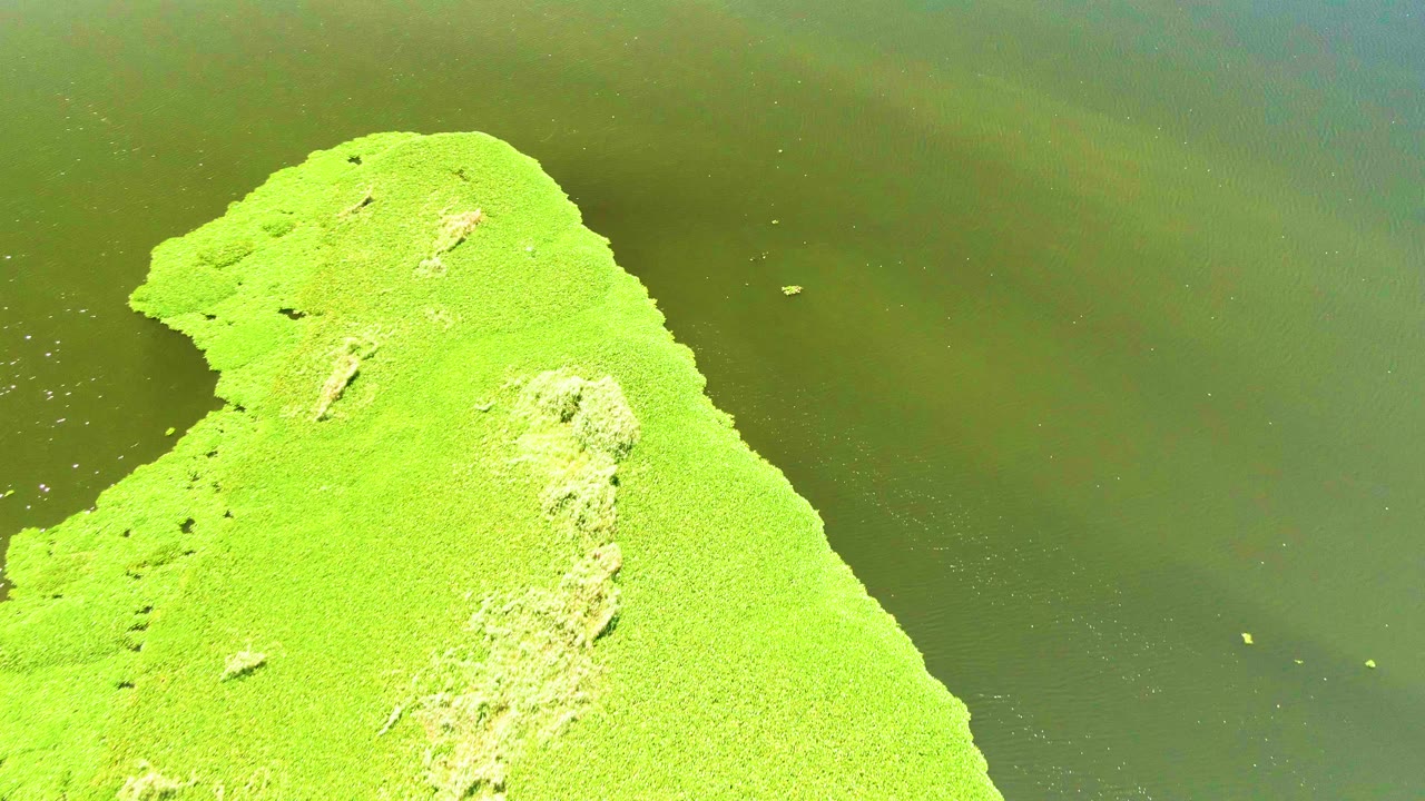 Green algae patch shifted lower left with water across the top.