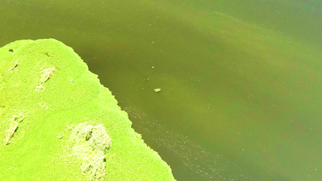 Curved grassy landmass beside green water