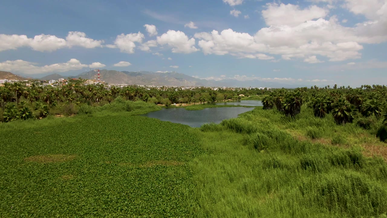 Elevated San Jose del Cabo landscape showing a pond partly enclosed by thick greenery, with palm-like trees, mountains, bright sky, and no visible people.