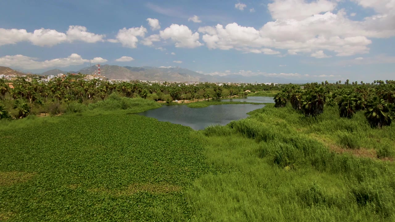 Wide view in San Jose del Cabo with the pond more open on the right, thick green plant cover in front, trees across the middle distance, and no visible people.