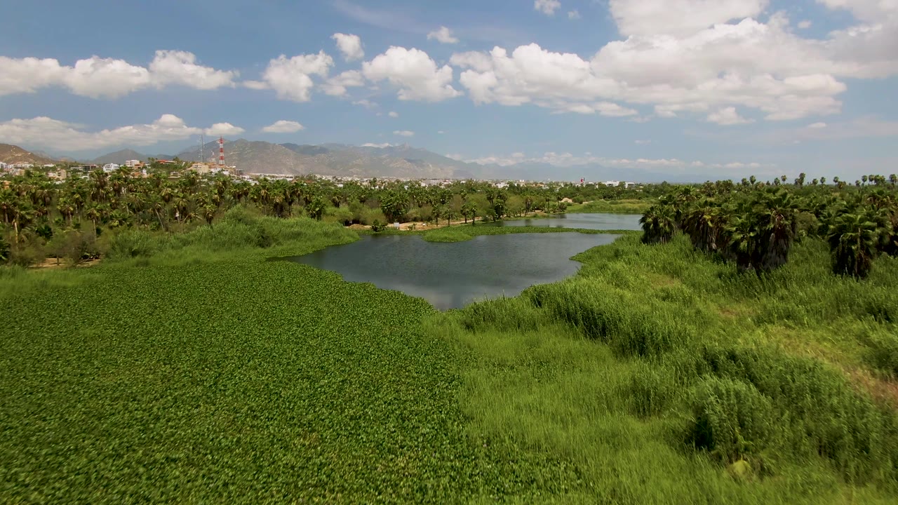 San Jose del Cabo pond scene with the water surface larger in frame, tall grasses along the bank, a tree line beyond, mountain backdrop, and no visible people.