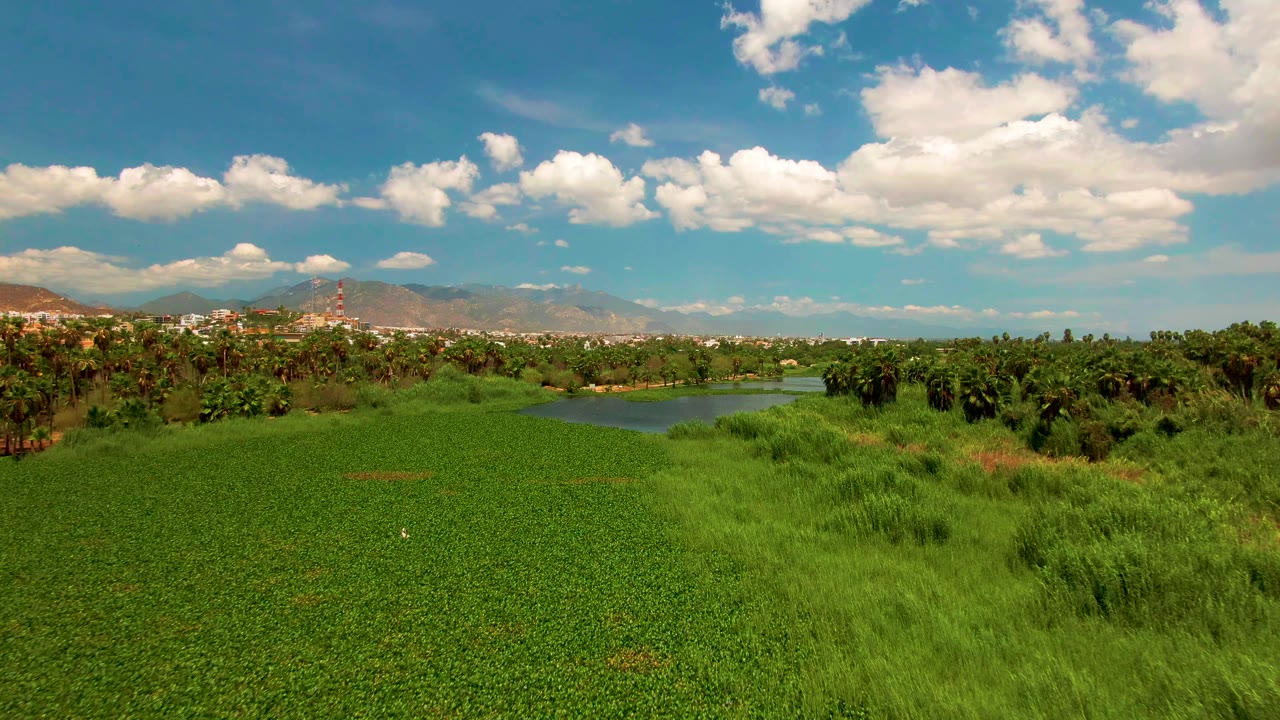 Opening frame of a lush field and small pond in San Jose del Cabo, Baja California Sur, with palm trees, distant mountains, bright clouds, and no visible people.