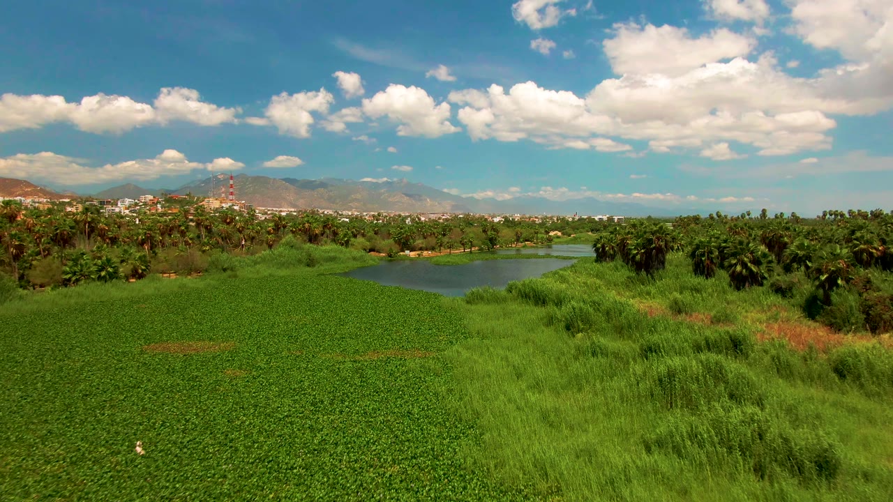 Third frame shows the pond edge more clearly in San Jose del Cabo, with thick green field cover, palms across the background, distant town structures, mountains, and no visible people.