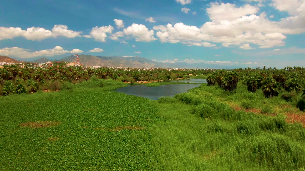 Wide pond and green vegetation with palms, clouds, and mountains in the distance.