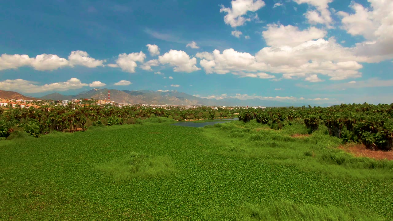 Field and tall grasses with mountains beyond