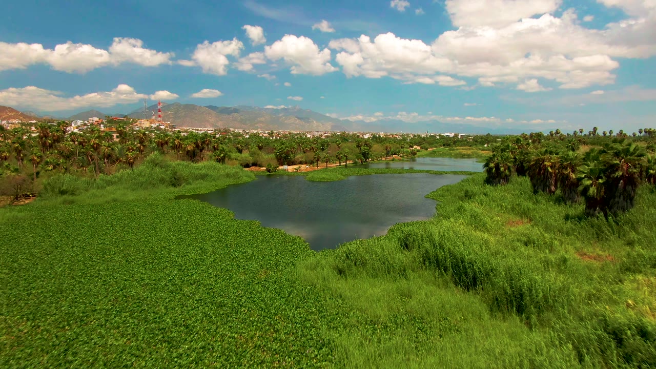 Aerial view in San Jose del Cabo, Baja California Sur, showing dense water hyacinth in the foreground, open river water, palms, distant city buildings, mountains, and no visible people.