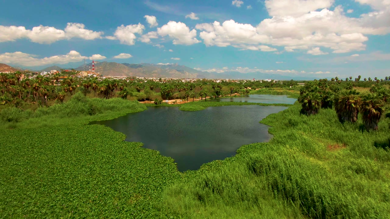 Drone view over green floating vegetation beside open river water.