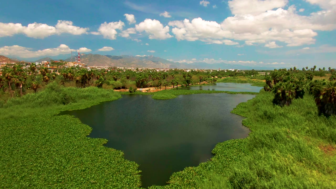 Aerial frame over the San Jose del Cabo river, with a rounded mass of water hyacinth in the foreground, dark green water to the right, a palm grove beyond, distant city structures, mountains, and no visible people.
