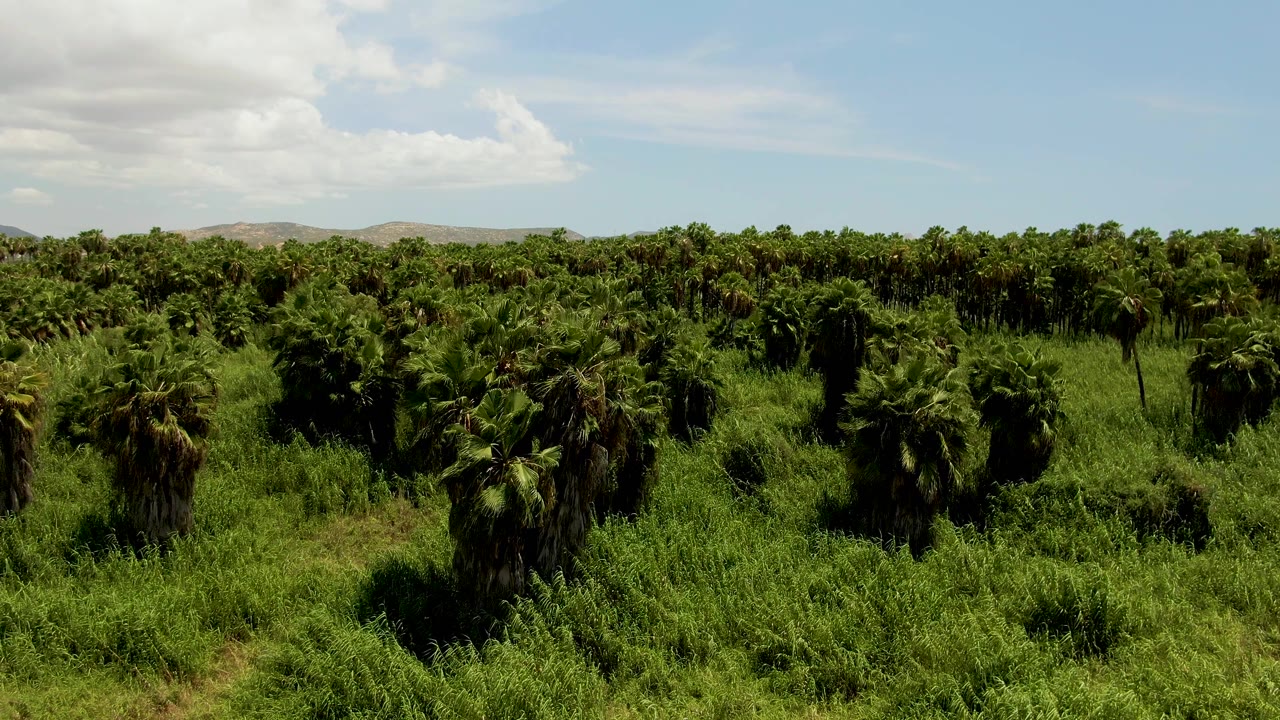 Opening aerial frame over a palm-filled green field in San Jose del Cabo, Mexico, with distant low hills, a pale blue sky, white clouds, and no visible people.