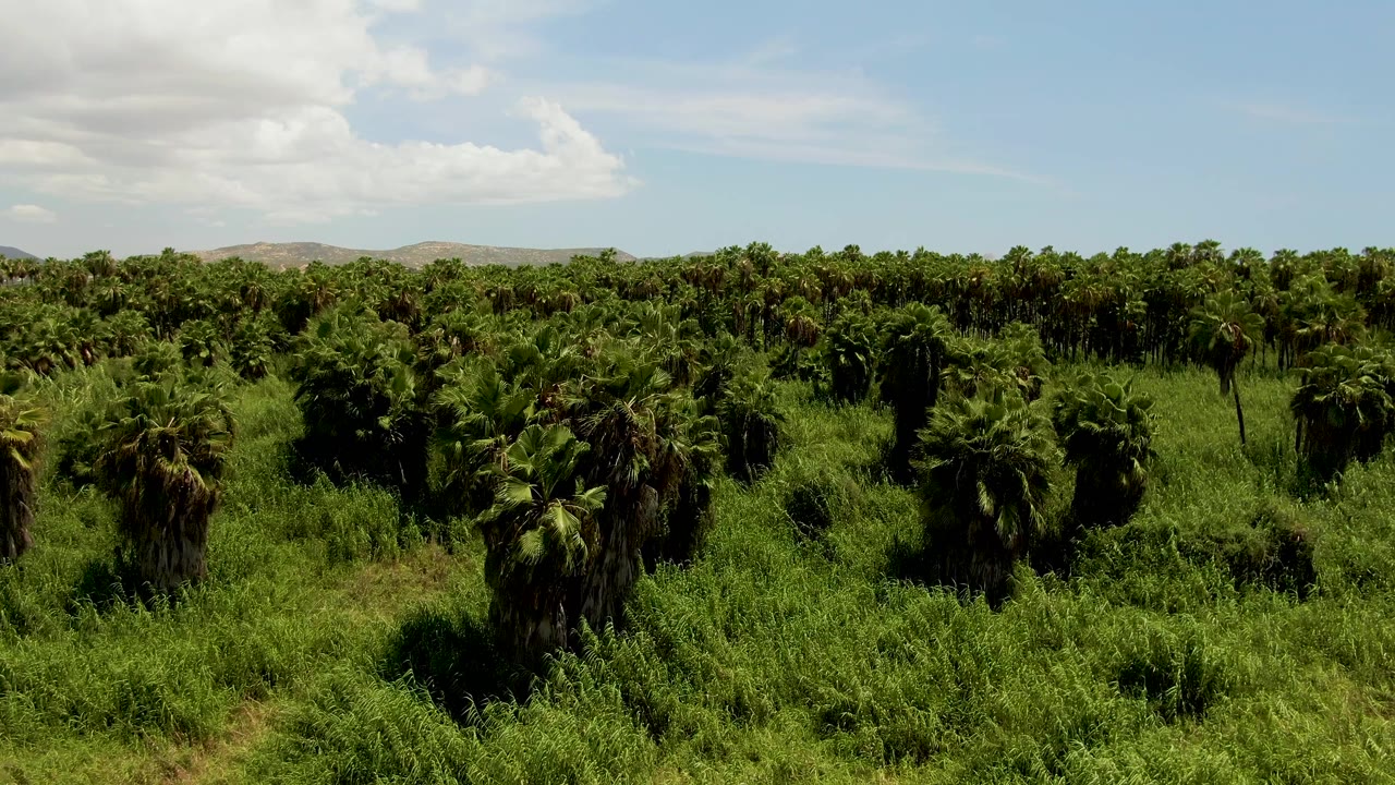 Aerial view over thick green vegetation with scattered palm trees and distant hills.