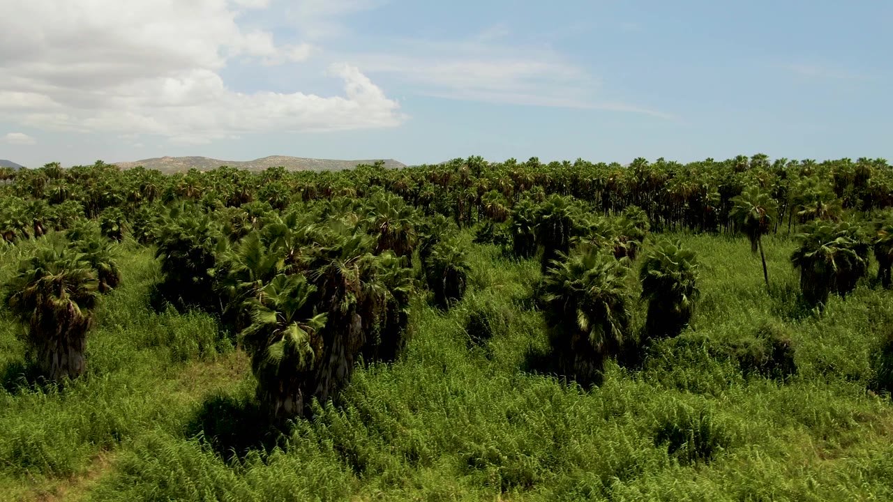 Mid-clip aerial frame shows clustered palms and heavy green undergrowth in San Jose del Cabo, Mexico, with soft clouds over the horizon and no visible people.