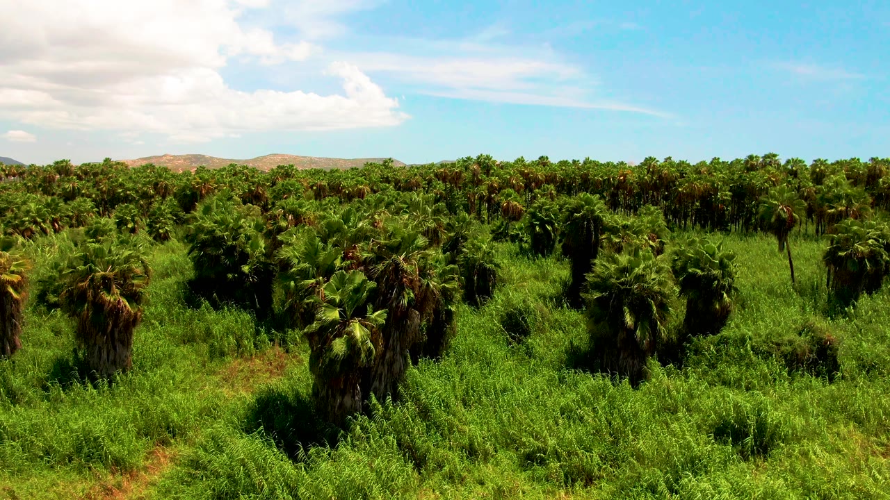Aerial view across rows of palms and tall grass in San Jose del Cabo, Mexico, with a broad blue sky, white cloud mass at left, distant hills, and no visible people.
