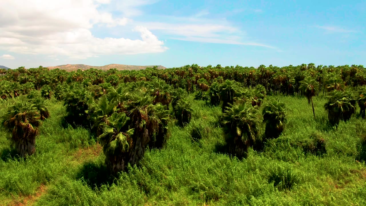 Wide aerial frame of a dense palm plantation in San Jose del Cabo, Mexico, showing layered green trees, thick undergrowth, low brown hills, scattered clouds, and no visible people.