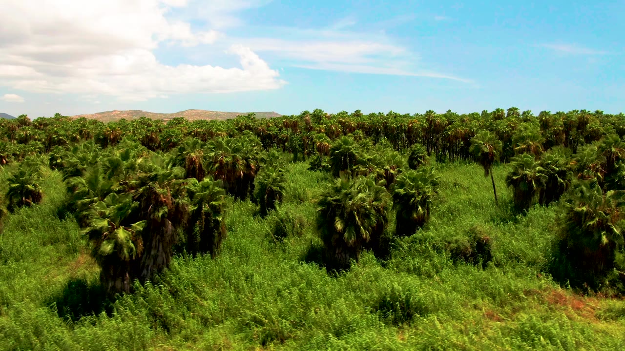Aerial frame over San Jose del Cabo palm fields with more foreground vegetation visible, a line of palms across the middle distance, pale hills on the horizon, and no visible people.