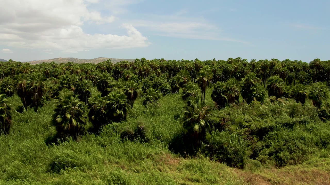 Aerial view over dense palm plantation and green vegetation under partly cloudy sky.
